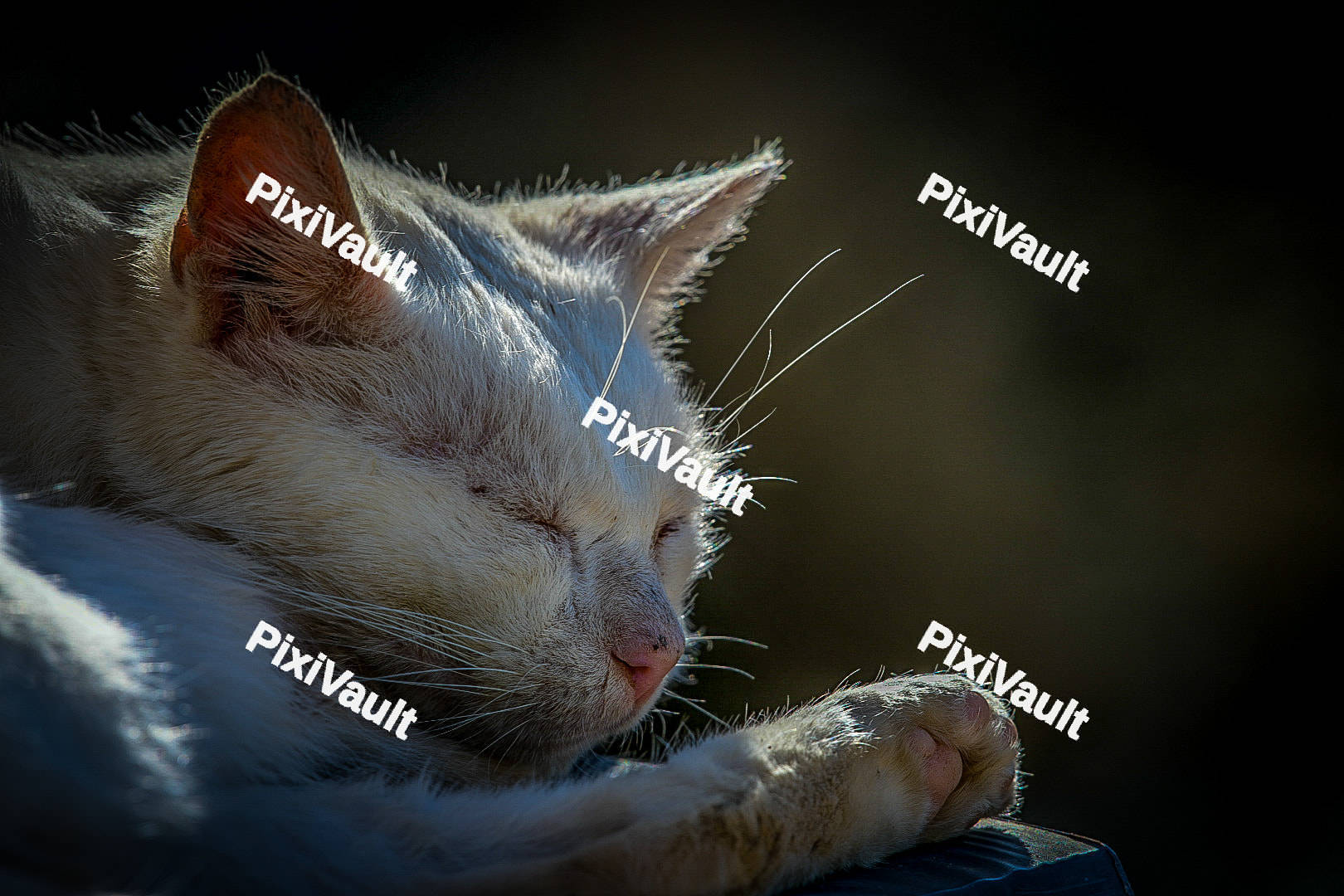 Kitten sleeping
